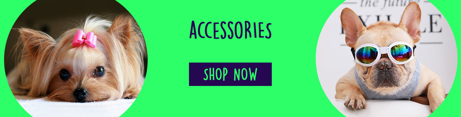 dog accessories